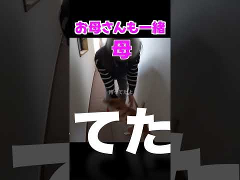 お母さんも一緒だと大はしゃぎ 神戸 柴犬 shibainu サムネイル