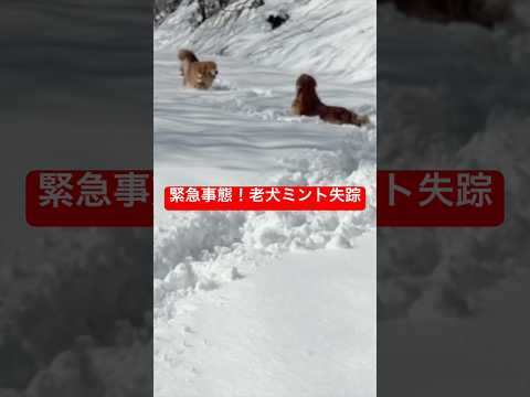 【奇跡】雪山で消えた老犬ミント。絶望の淵で救ったのは、まさかの「アイツ」でした サムネイル