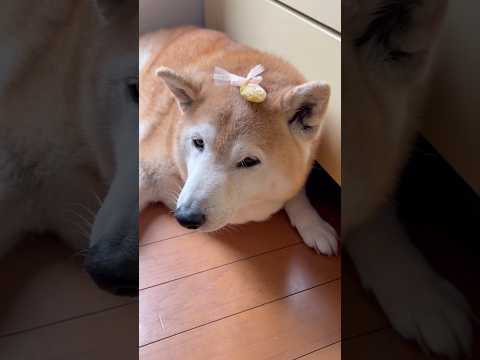 柴犬福 黄色いキャンディーも似合っちゃう夢カワ柴犬🤣Sis and Shiba🤣姉と柴 shorts 柴犬 japan… サムネイル
