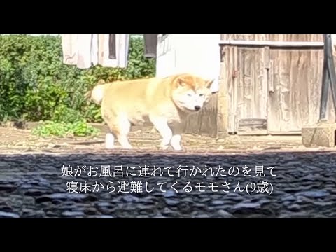 2026年1月10日(土) 独占！娘が洗われている間モモさんは何をしているのか？に迫る！ サムネイル