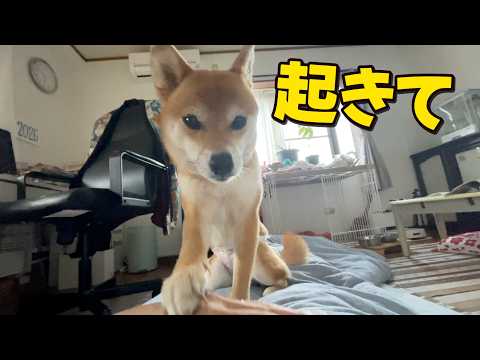 柴犬の重みで目が覚める朝 サムネイル