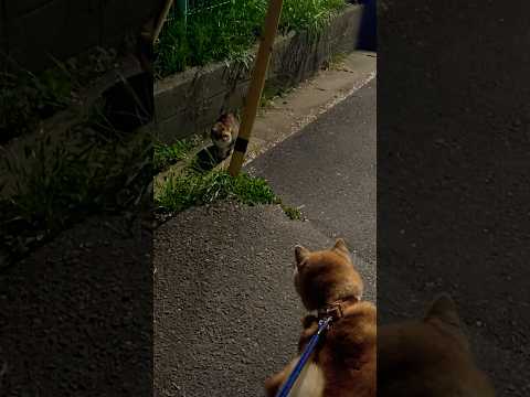 柴犬福 猫と会った柴犬🤣Cat and Shiba🤣shorts japanesedog 柴犬 shiba funny… サムネイル