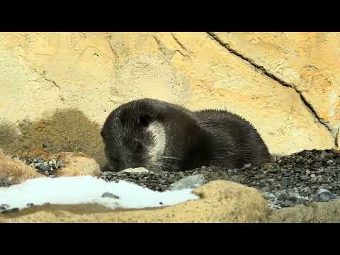 日向ぼっこ中？　ユーラシアカワウソ　那須どうぶつ王国にて　2026年1月30日