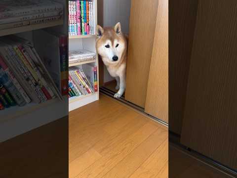 柴犬福 姉の部屋定期点柴犬🤣Coming Shiba🤣姉と柴 shorts funny 柴犬 funnydog shi… サムネイル