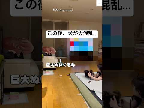 巨大ぬいぐるみにびっくりする子犬　犬　いぬ　子犬　かわいい犬 犬のいる暮らし サムネイル