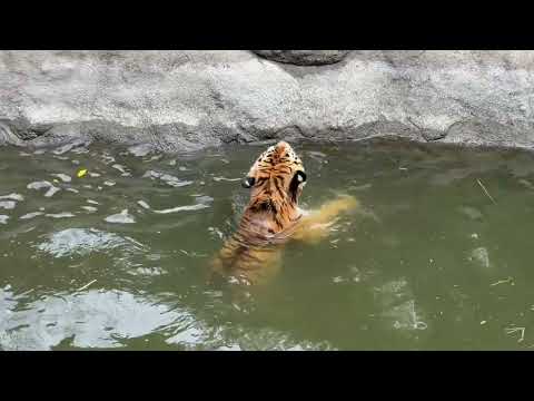 キモチ良く泳ぐソーンさんと眺めるローラさん😅　アムールトラ　浜松市動物園にて　2026年4月5日 サムネイル