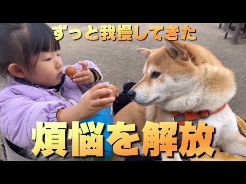 ずっと耐えて我慢してきた！柴犬と娘と６時間かけて煩悩を祓う サムネイル
