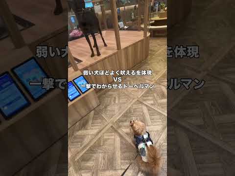 安全地帯から調子乗ってドーベルマンに吠えてたら一発で分からされたポメプー ポメラニアン プードル ドーベルマン ポメプー