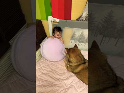 かくれんぼの相手をしてあげるベビーシッター犬 サムネイル