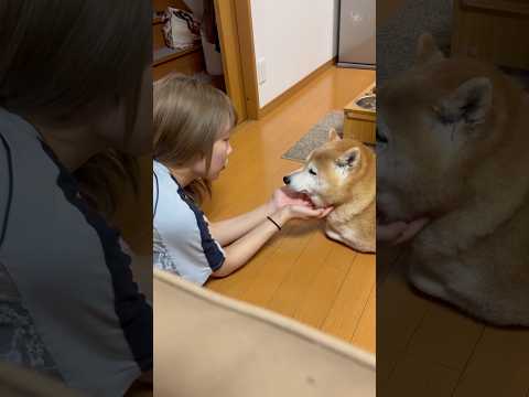 柴犬福 姉待望の新曲に無反応な柴犬🤣Sis and Shiba🤣姉と柴 shorts 柴犬 shibainu japa…