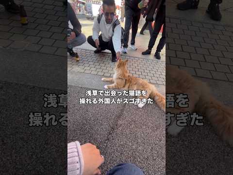 猫語を話せると話しかけてきた外国人の彼とメインクーンを喋らせた結果 メインクーン 散歩猫 浅草 shorts