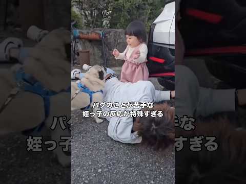 嫌がるだけ嫌がって最後は｢はいー｣って去っていく姪っ子 パグ パグのいる生活  ワンコ shorts サムネイル