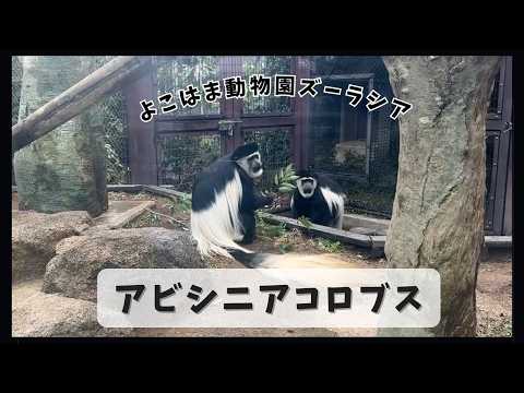 【よこはま動物園ズーラシア】アビシニアコロブス🐵🐵