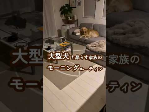 大型犬と暮らす家族のモーニングルーティン #ゴールデンレトリバー #大型犬のいる生活 #大型犬と子供 サムネイル