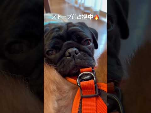 ぬくぬく🐶🐶 柴犬 dog パグ doggie shibainu pug ぬくぬく cutedog 犬好き shiba… サムネイル
