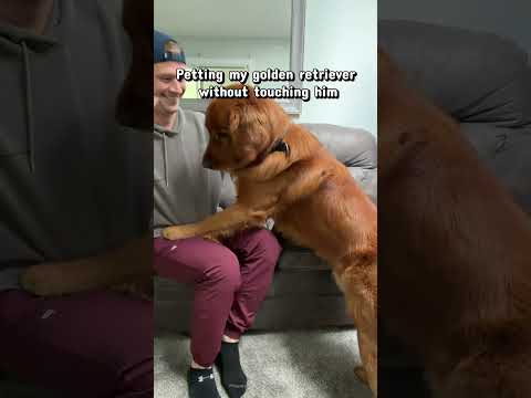 Rage baiting my golden retriever with air pets 🤣 サムネイル