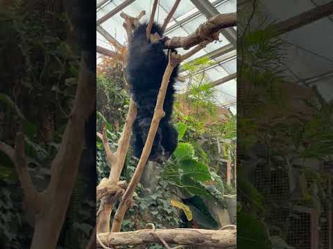 shorts 動きがアクティブ☺️神戸どうぶつ王国のビントロングさん　2025年12月26日 サムネイル