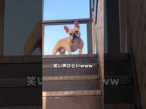 フレンチブルドッグに笑ってよと懇願してみました フレンチブルドッグ フレブル shorts サムネイル