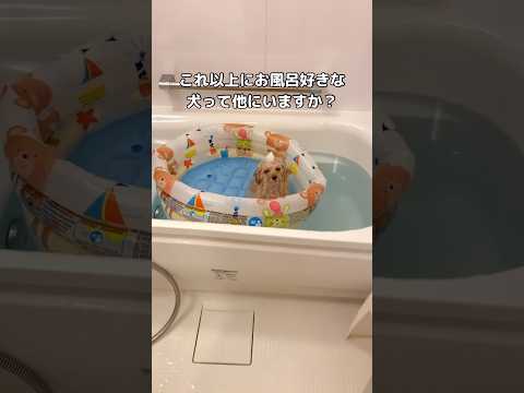 湯船があまりにも気持ちよすぎてお風呂の中で寝ようとしてる愛犬 トイプードル トイプー shorts サムネイル