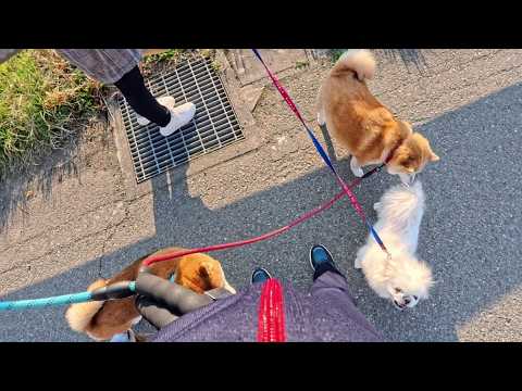 2026年4月23日(木) のんびりモモさんとマシュちゃん【Newフレンド】