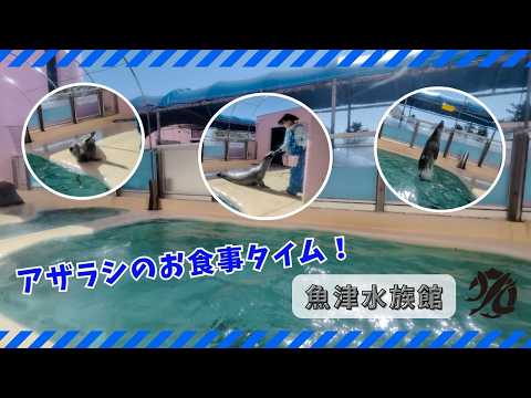 【魚津水族館】アザラシのお食事タイム！ サムネイル