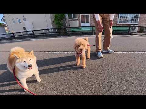 2026年6月11日(木) いつもは柴犬に吠え立てられちゃうらしい ラッキーくん【Newフレンド】