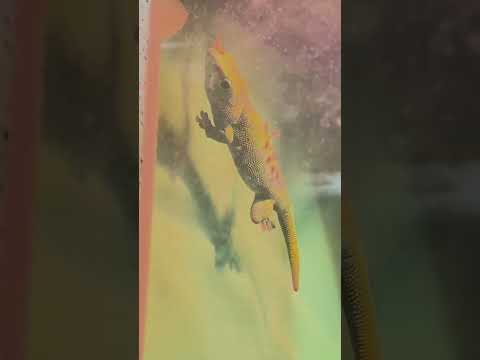 【魚津水族館】ジャングルコーナー🐠🌳✨shorts サムネイル