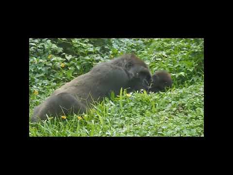 #gorilla Tayari 10y5m old mom & son Jabali 9m old. #shorts.… サムネイル