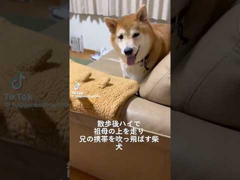 柴犬福 祖母の上を走り、兄のスマホ吹っ飛ばす柴犬-懐かし動画🤣Bad boy🤣姉と柴 shorts 柴犬 japane…