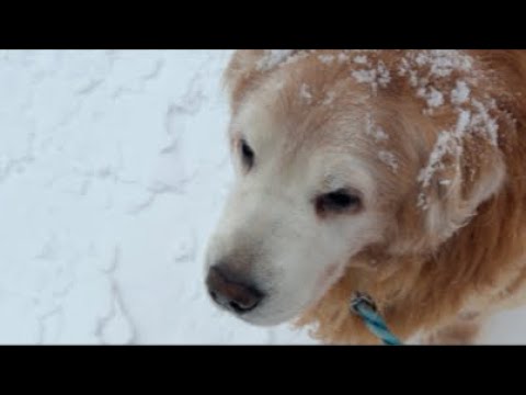 ミントの大冒険 がライブ配信中！ サムネイル