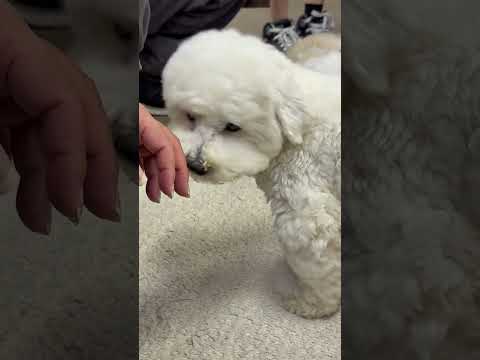 shorts ビションフリーゼの仔犬のピッピちゃん　ワンニャンリビング　那須どうぶつ王国にて　2026年1月11日 サムネイル