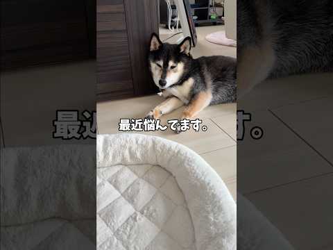同居犬との関係性に悩む黒柴🐕 サムネイル