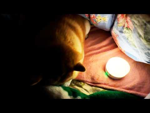 寝る準備中の柴犬をお布団キャンプに誘ってみると・・・ サムネイル