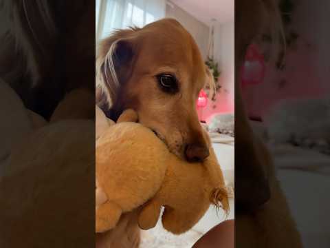 coming home to my golden retriever🥵 goldenretreiver dog ind… サムネイル