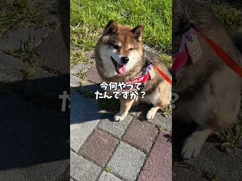 いつでも誰にも弱腰な柴犬の飼い主🙃 サムネイル