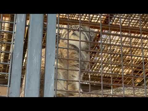 マヌルネコのイーリスくん　王子動物園　2025年12月27日 サムネイル