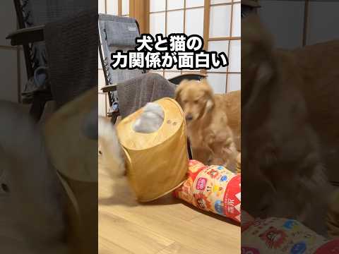 犬と猫の力関係が面白い...w【ゴールデンレトリバー・ボーダーコリー・元保護猫】shorts サムネイル