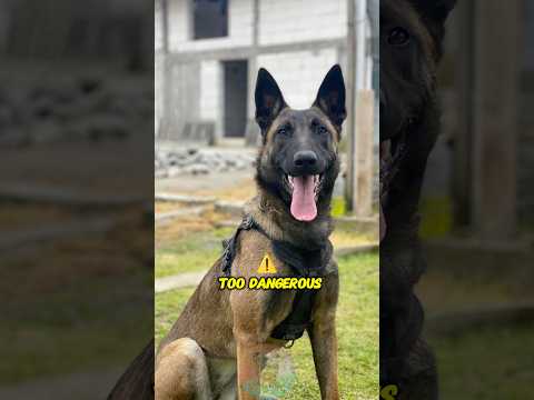 Are Belgian Malinois Really Too Dangerous? shorts dog pets… サムネイル