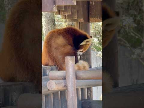 shorts 円実ちゃんは おやすみ💤準備　レッサーパンダ　大森山動物園にて　2026年4月29日 サムネイル