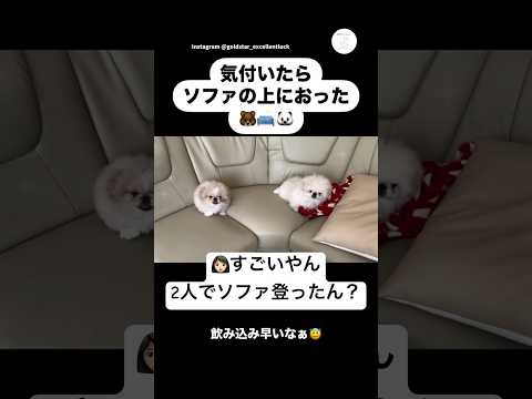 気付いたらソファの上に2人いた　ペキニーズ　犬　かわいい　犬のいる暮らし 癒し サムネイル
