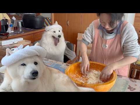 愛犬と１から作る手打ちうどん、大喜びで爆食いする柴犬とサモエド サムネイル