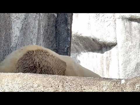お顔が見えた🥹！9:54 頃のバフィンさん　   ホッキョクグマ　浜松市動物園にて　2026年3月15日 サムネイル