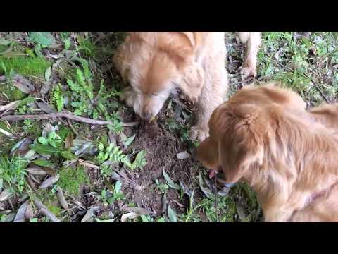 地面から少し顔を出した筍を見つけたゴールデンレトリバー サムネイル