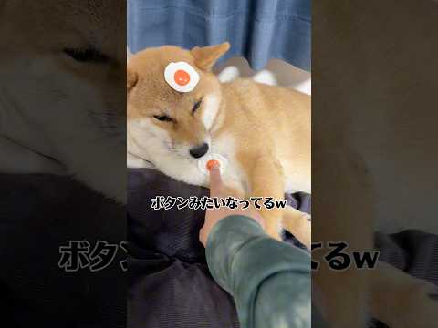 ほっこりですな☺️ 柴犬 shorts サムネイル