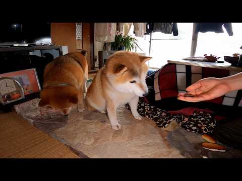 マナーに厳しいモモさんはおやつの渡し方ひとつにもこだわりがあります サムネイル