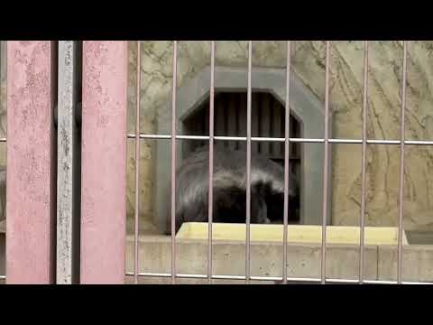 お元気そうで何より ラーテルのザビーさん☺️   東山動植物園にて　2025年12月13日 サムネイル