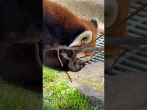 shorts ユラユラゾーンのリンゴをGETしに行く円実ちゃん　レッサーパンダ　大森山動物園にて　2026年4月29日 サムネイル
