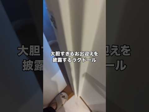 お出迎えのクセが強すぎるラグドール ラグドール メインクーン 長毛猫 ネッコ サムネイル