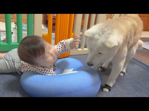 積極的に子守りに参加する安心感抜群の柴犬姉さん&楽しい予感に爆鳴きで喜ぶサモエド