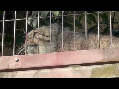 誕生日おめでとう🎈　エルくん　マヌルネコ　東山動植物園